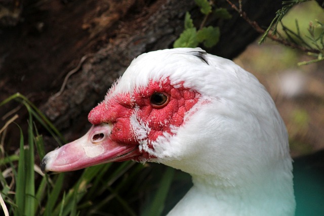 面临新的挑 面临新的挑