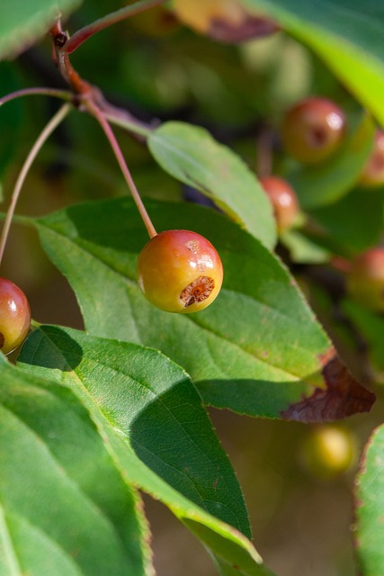 模式尚不成 模式尚不成